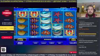 Wild Shark наваливает одним ударом 10 баксов за спин